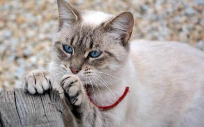 Declawing Cat: Is It Really A Sin?