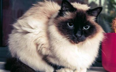 Top 6 Most Playful Cat Breeds