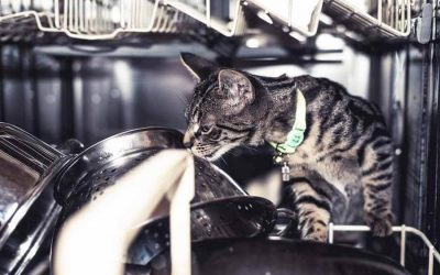 Cat Proofing Tips For Your Home