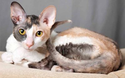 5 Friendliest Cat Breeds-part one