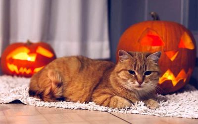 Top Halloween Tips and Tricks For Your Cat