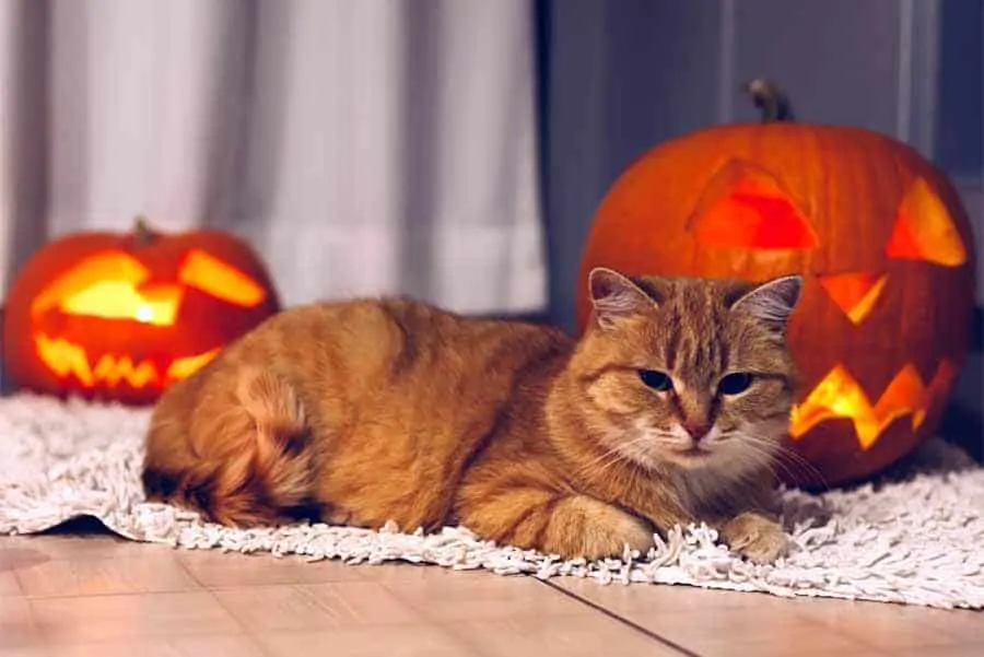 Top Halloween Tips and Tricks For Your Cat