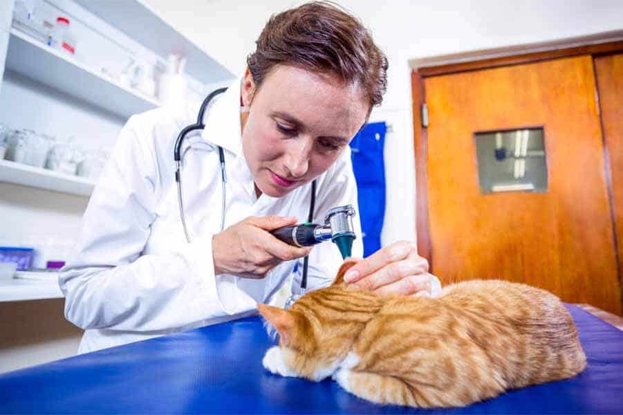 Signs That Your Cat Needs to See a Vet