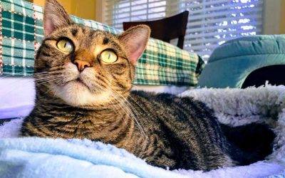 Top 5 Senior Cat Care Tips