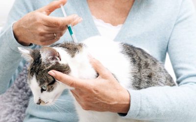 How to Give Your Cat Medication