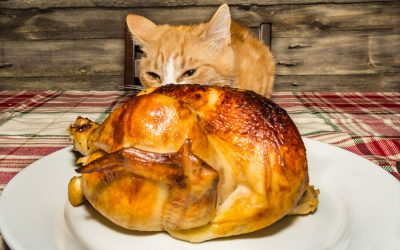 Thanksgiving Treats You Can Share With Cats