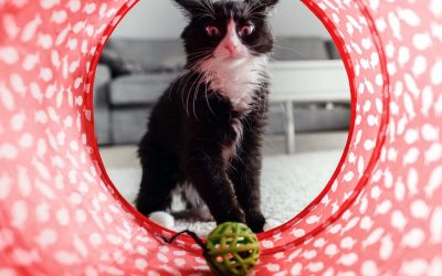 Cat PlayTime: Toys and Games