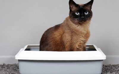 Cat Litter Box Problem: How to Deal with It