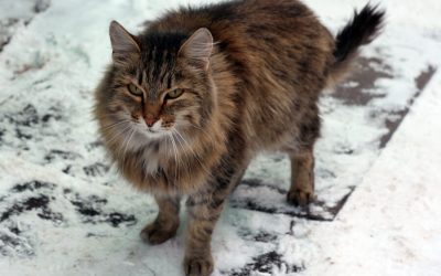 Winter: Keep Your Cat And Feral Cats Warm