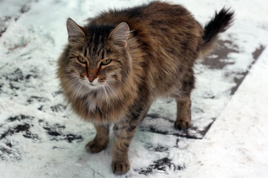 Winter: Keep Your Cat And Feral Cats Warm