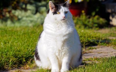 Obese Cat: How To Treat