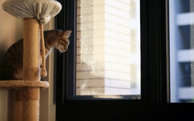 Apartment: Living with a Cat