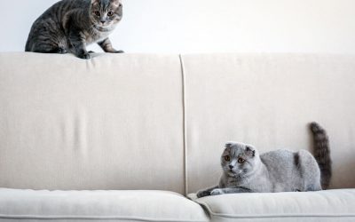 Blend 2 Cats Into A Household