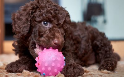 Playtime & Toys: Why They Are Beneficial