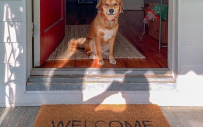 Guests: Training Tips for Behaving Around Them