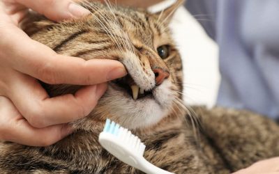 5 Signs of Cat Dental Disease