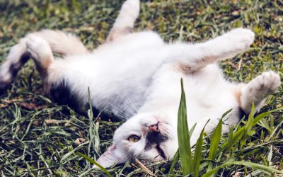 10 Ways Cats Show Their Love