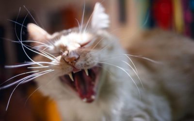 Can Cats Lose Their Meow?