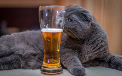 Human Food Harmful to Cats