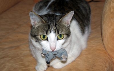 Playtime and Toys Are Good For Cats