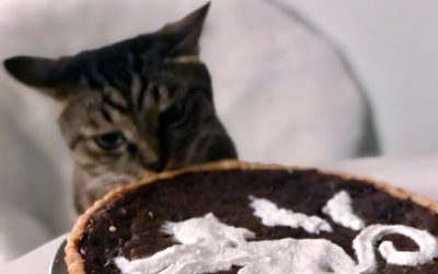 Is Chocolate Poisonous To Cats?