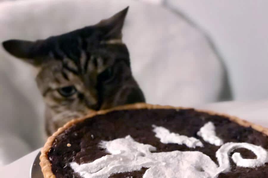 Is Chocolate Poisonous To Cats?