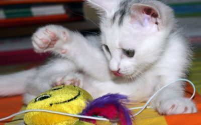 Health Tips For Your Cat