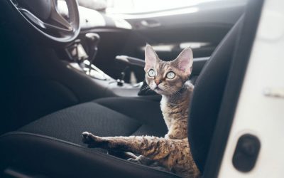 Spring Activities for You and Your House Cat