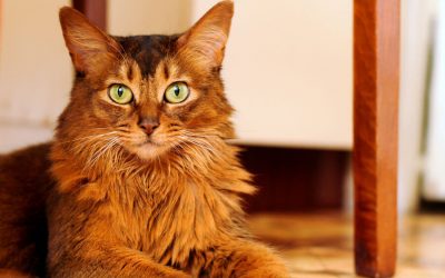 Stressed Cat: What You Can Do to Help