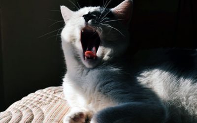 Communication: Decoding What Fluffy Is Saying