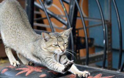 Furniture Scratching Prevention Tips