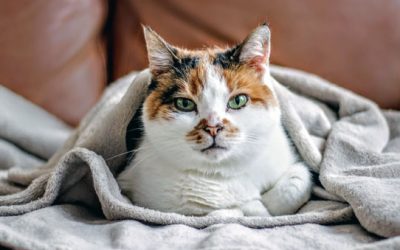 Senior Cat: How to Ease the Pain