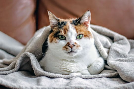 Senior Cat: How to Ease the Pain