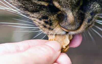 Treat Guidelines for Cats