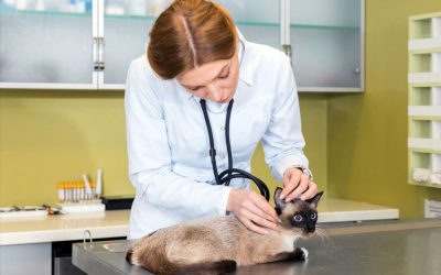 Illness: Easy-to-Miss Symptoms In Cats