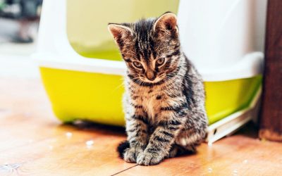 Sick Cat: Hard-to-Miss Symptoms