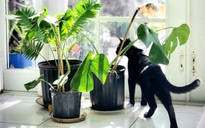 Houseplants-Prevent Cats from Ruining Yours