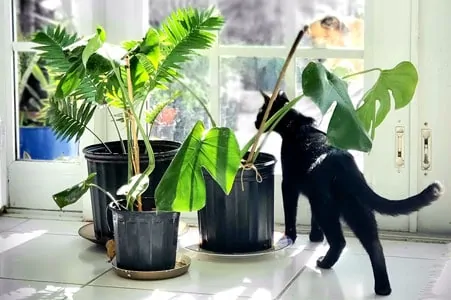 Houseplants-Prevent Cats from Ruining Yours