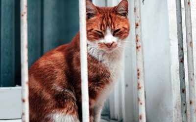 Falls-Protect Your Beloved Cat