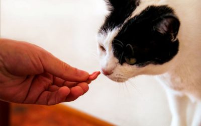 Treats – Special Ones to Give Your Cat