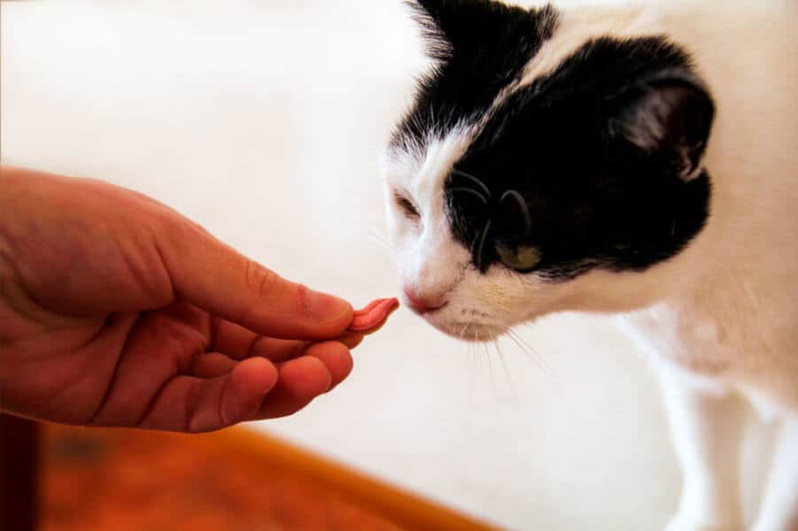 Treats – Special Ones to Give Your Cat