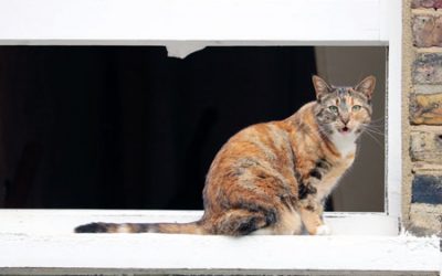 Falling from High Places-Why Cats Are Prone