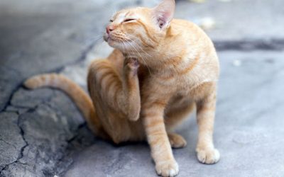 Flea Treatment and Prevention