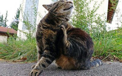 Flea-control products – Pyrethrin