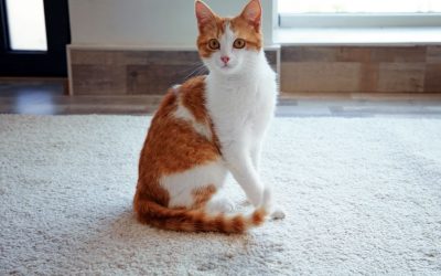 Cat Spraying: How To Address It