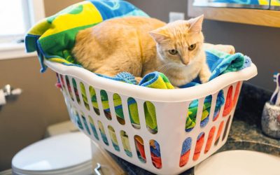 Cat Spraying: Reasons/Signs to Monitor