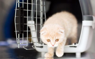 Relocating: Helping Your Cat Adjust