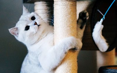 Moving-Items to Ease Your Cat’s Anxiety