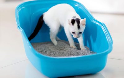 Litter Box for Average Cat