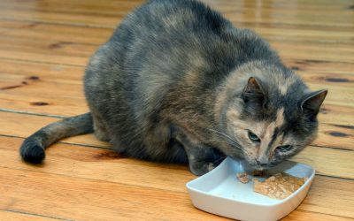 Appetite-Enhancing Your Cat’s